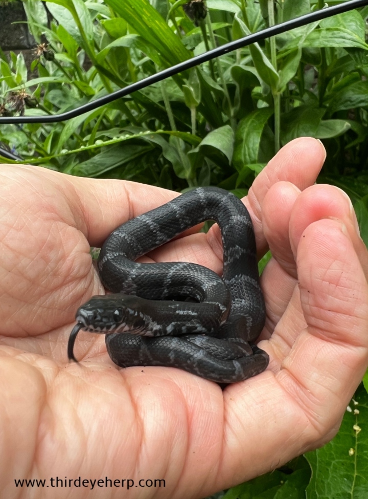 Melanistic Russian Rat Snake